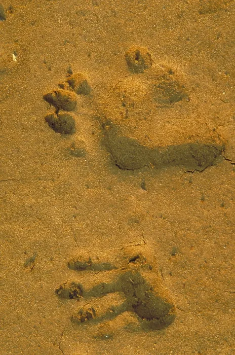 Framed Print : Anubis baboon footprints