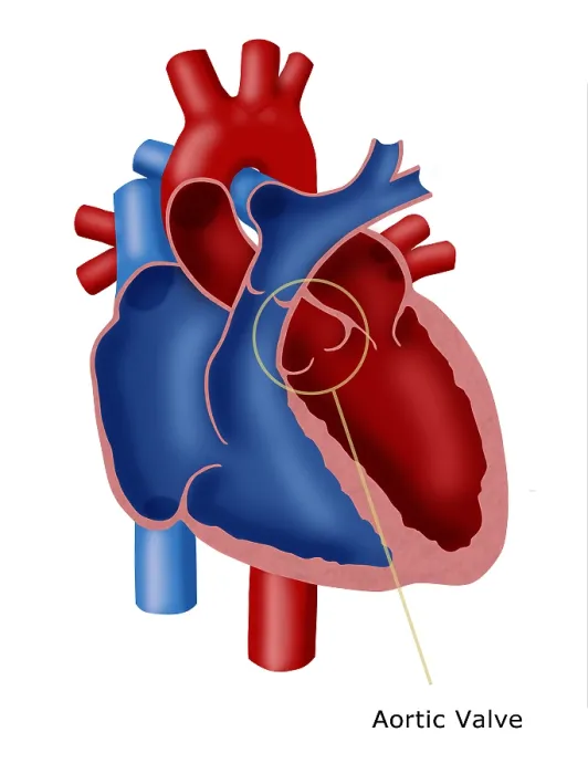 Framed Print : Aortic Valve Framed Print : Aortic Valve