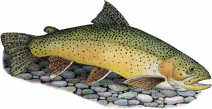 Framed Print : Apache trout Framed Print : Apache trout