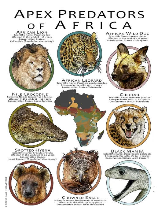 Framed Print : Apex Predators of Africa Framed Print : Apex Predators of Africa