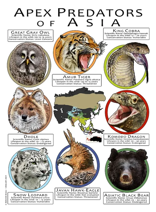 Framed Print : Apex Predators of Asia Framed Print : Apex Predators of Asia