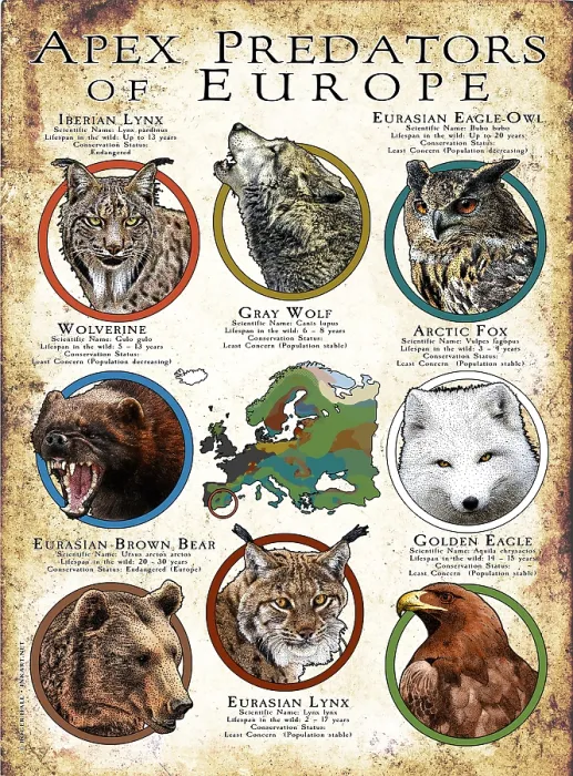 Framed Print : Apex Predators of Europe Framed Print : Apex Predators of Europe