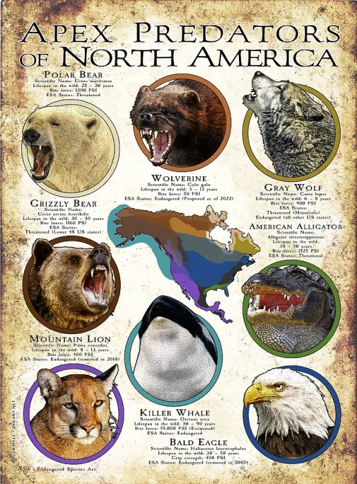 Framed Print : Apex Predators of North America