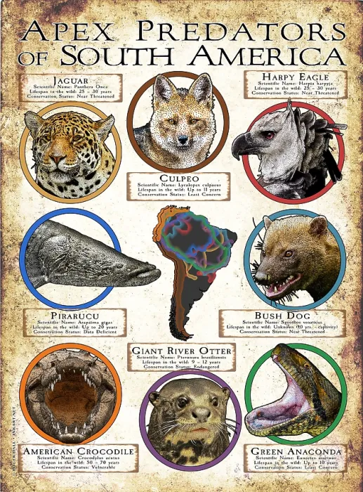 Framed Print : Apex Predators of South America