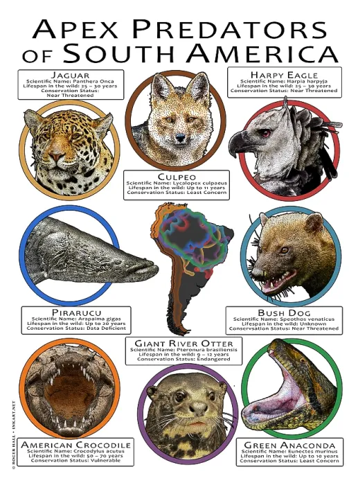 Framed Print : Apex Predators of South America