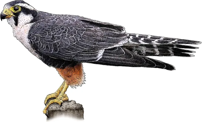 Framed Print : Aplomado falcon Framed Print : Aplomado falcon