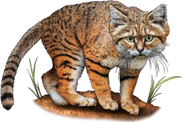 Framed Print : Arabian sand cat Framed Print : Arabian sand cat