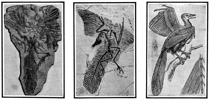 Framed Print : Archaeopteryx, Primordial Bird
