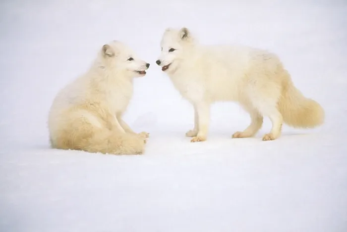 Framed Print : Arctic Fox Framed Print : Arctic Fox