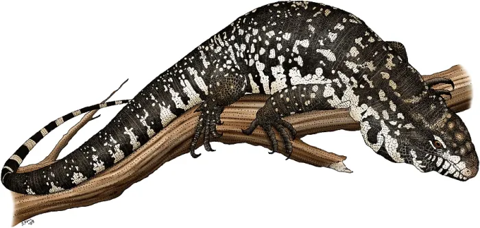 Framed Print : Argentine Giant Tegu