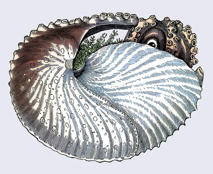 Framed Print : Argonaut or Paper Nautilus
