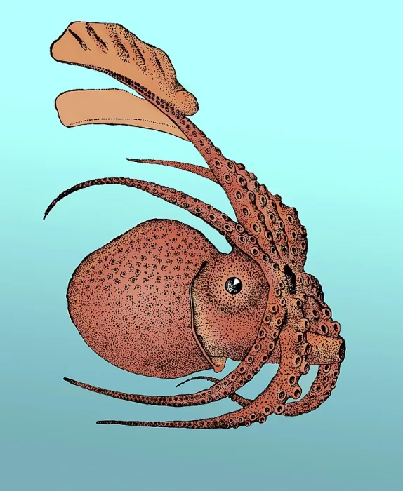Framed Print : Argonauta argo, Pelagic Octopus Framed Print : Argonauta argo, Pelagic Octopus