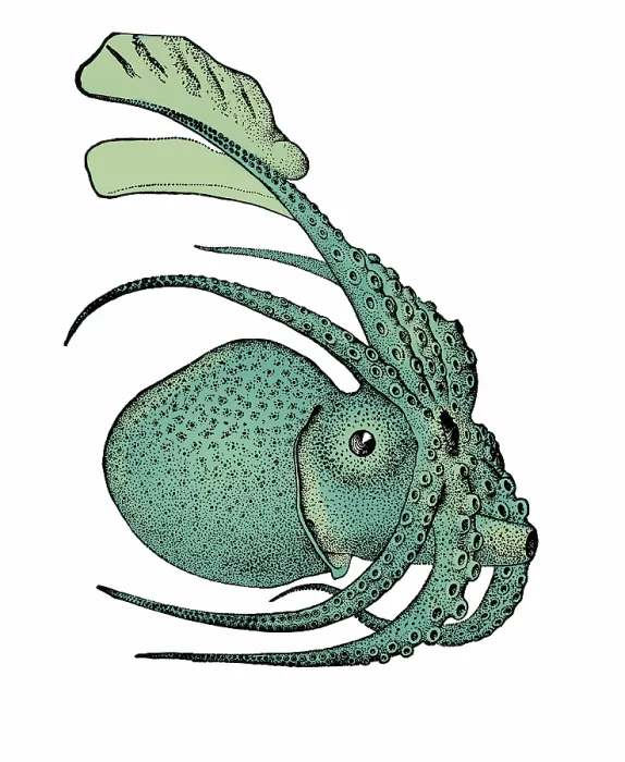 Framed Print : Argonauta argo, Pelagic Octopus Framed Print : Argonauta argo, Pelagic Octopus