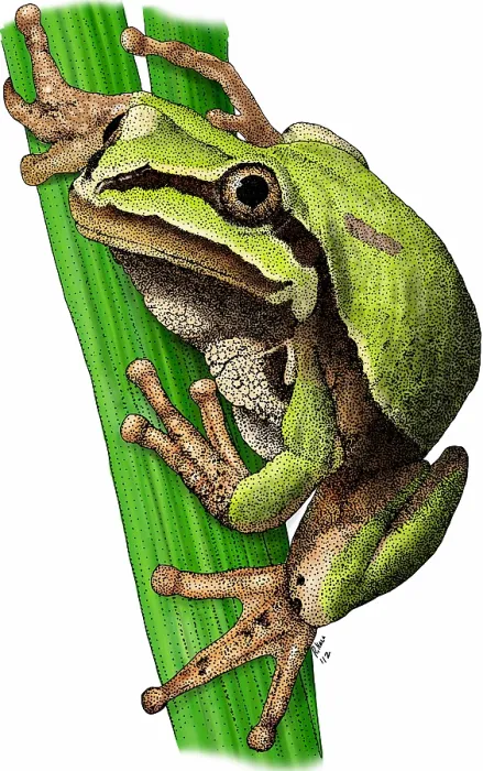 Framed Print : Arizona tree frog Framed Print : Arizona tree frog