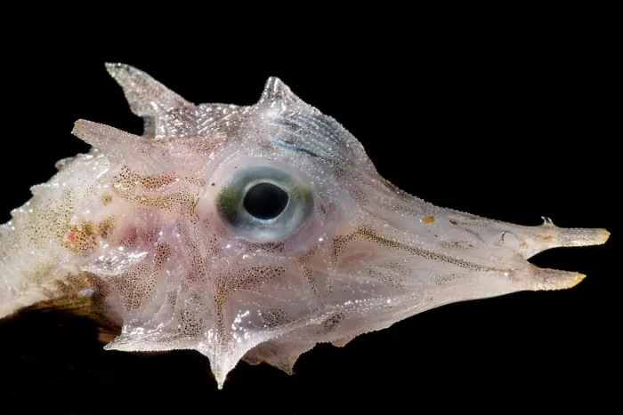 Framed Print : Armored Sea Robin (family Peristediidae) Framed Print : Armored Sea Robin (family Peristediidae)