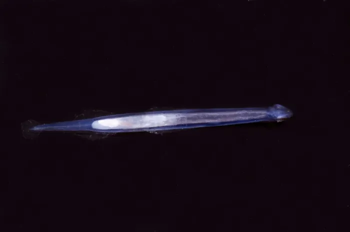 Framed Print : Arrow Worm Framed Print : Arrow Worm