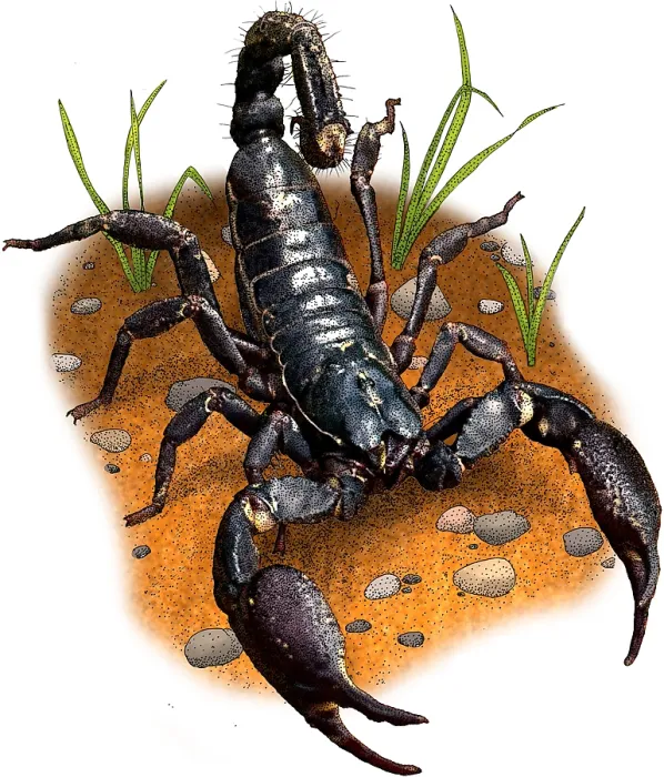Framed Print : Asian forest scorpion Framed Print : Asian forest scorpion
