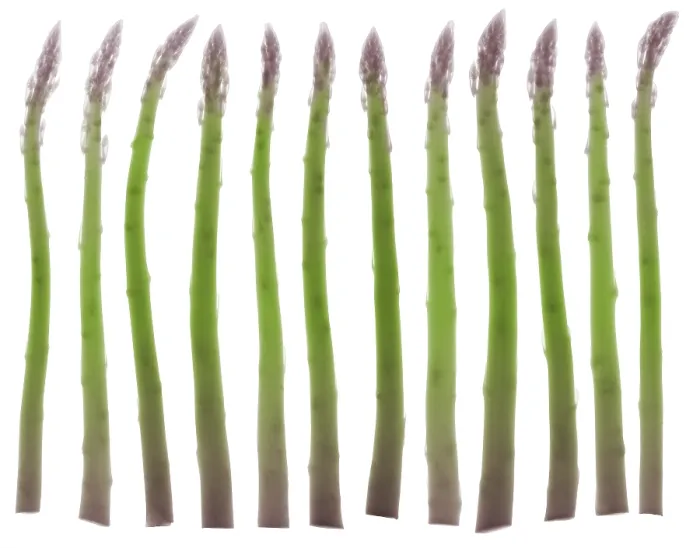 Framed Print : Asparagus, X-ray Framed Print : Asparagus, X-ray