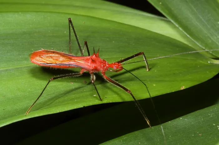 Framed Print : Assassin Bug