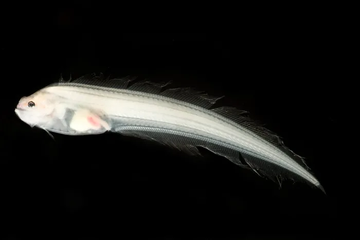 Framed Print : Assfish (Bassozetus sp.) Framed Print : Assfish (Bassozetus sp.)