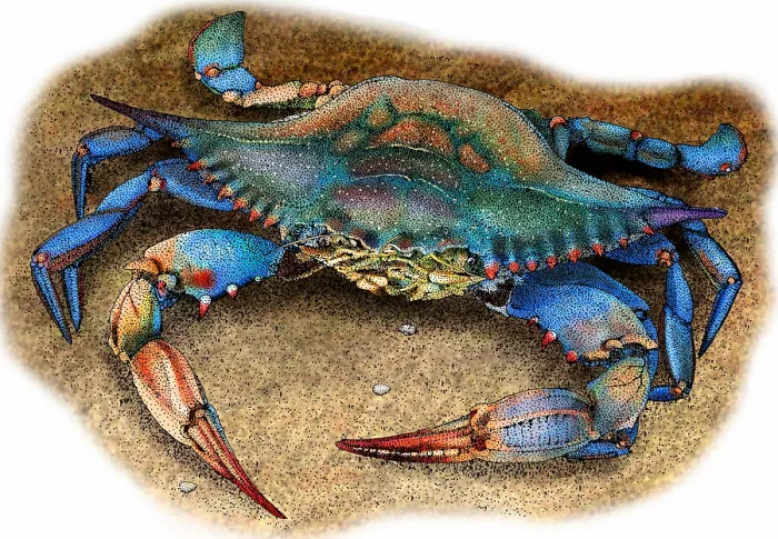 Framed Print : Atlantic blue crab Framed Print : Atlantic blue crab