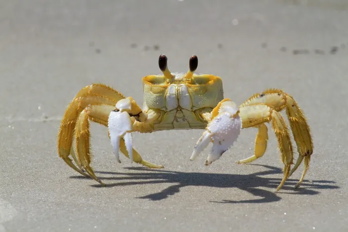 Framed Print : Atlantic Ghost Crab Framed Print : Atlantic Ghost Crab