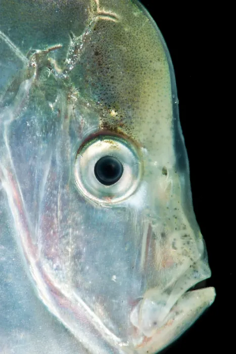 Framed Print : Atlantic Moonfish (Selene setapinnis)