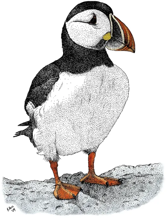 Framed Print : Atlantic Puffin