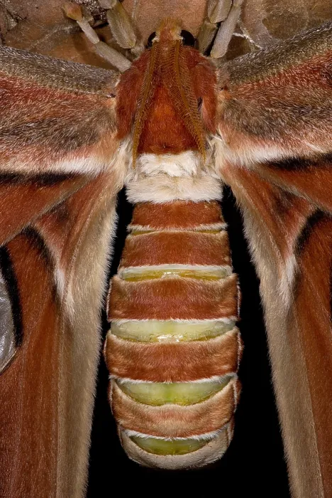 Framed Print : Atlas Moth Framed Print : Atlas Moth