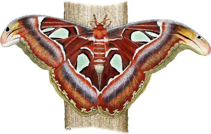 Framed Print : Atlas Moth Framed Print : Atlas Moth