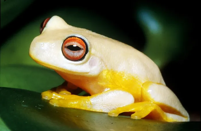 Framed Print : Australian Red-eyed Treefrog