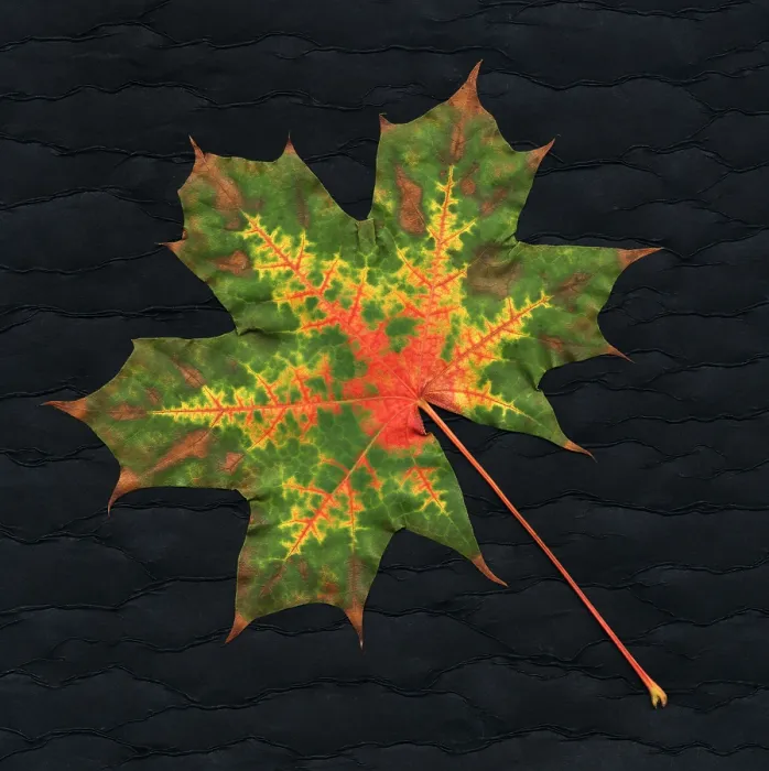 Framed Print : Autumn Leaf Framed Print : Autumn Leaf