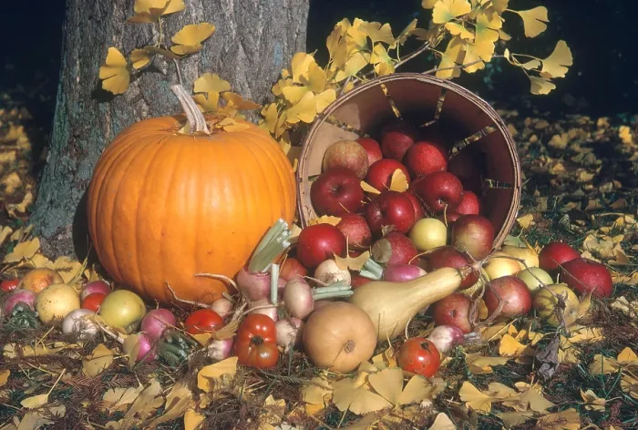 Framed Print : Autumn Still Life