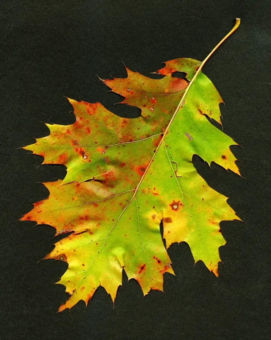 Framed Print : Autumn Oak Leaf