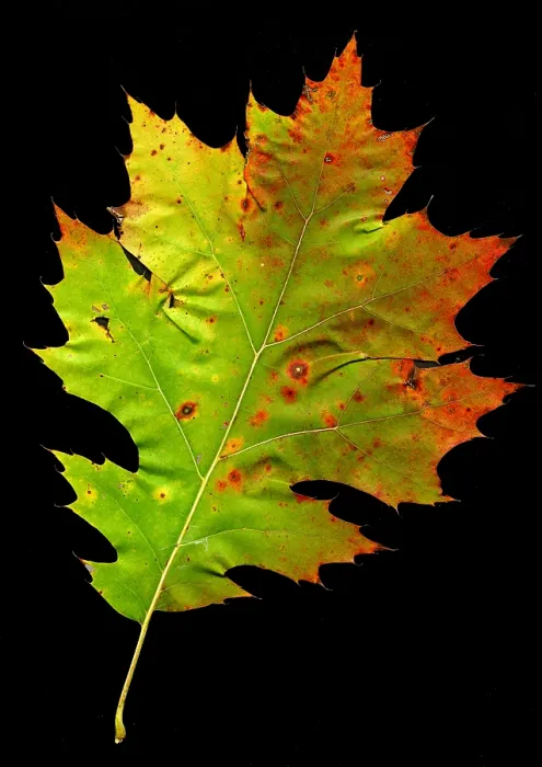 Framed Print : Autumn Oak Leaf Framed Print : Autumn Oak Leaf