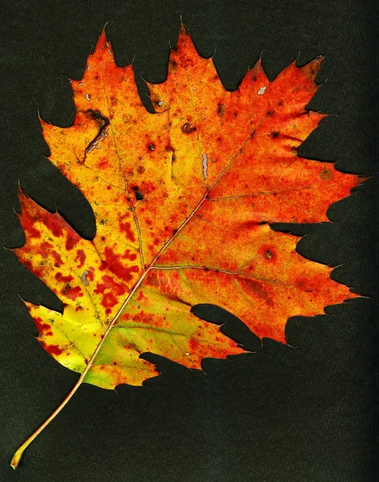 Framed Print : Autumn Oak Leaf Framed Print : Autumn Oak Leaf