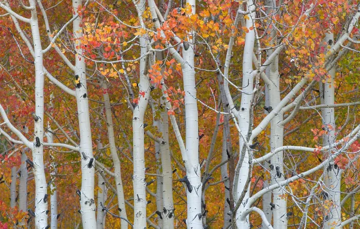 Framed Print : Autumn Quaking Aspens