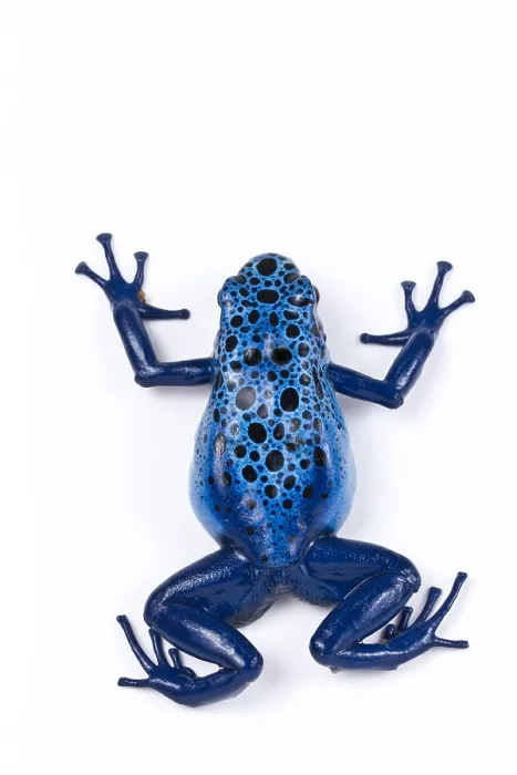 Framed Print : Azure poison dart frog Framed Print : Azure poison dart frog
