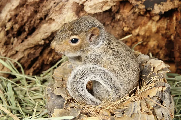 Framed Print : Baby Grey Squirrel Framed Print : Baby Grey Squirrel