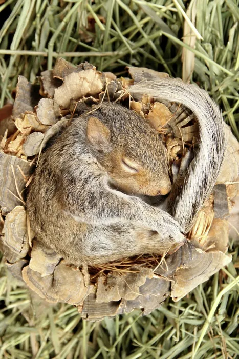 Framed Print : Baby Grey Squirrel sleeping Framed Print : Baby Grey Squirrel sleeping