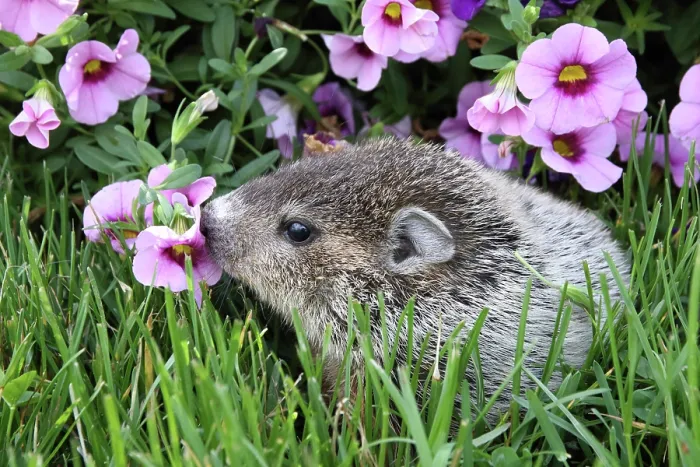 Framed Print : Baby Groundhog Framed Print : Baby Groundhog