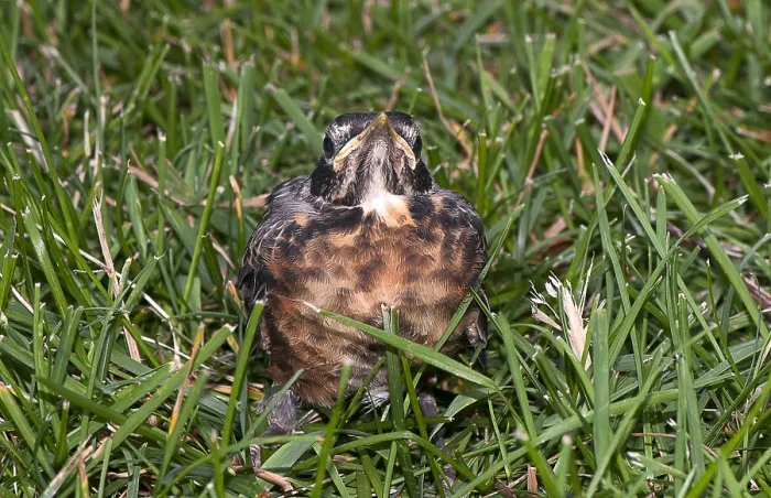 Framed Print : Baby Robin Framed Print : Baby Robin