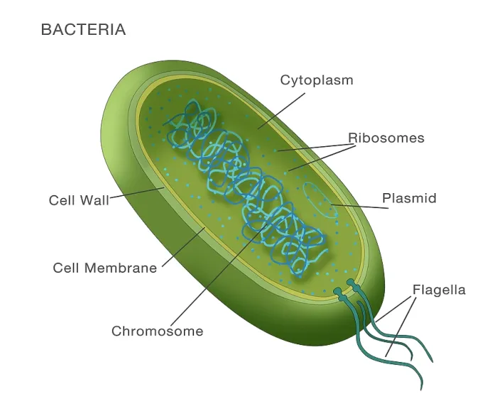 Framed Print : Bacteria structural diagram, labeled medical visual Framed Print : Bacteria structural diagram, labeled medical visual