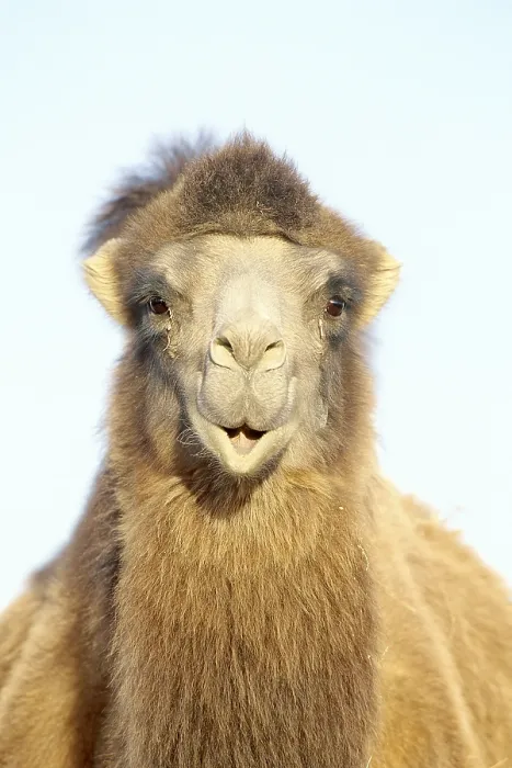 Framed Print : Bactrian Camel (Camelus bactrianus) Framed Print : Bactrian Camel (Camelus bactrianus)