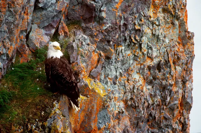Framed Print : Bald Eagle