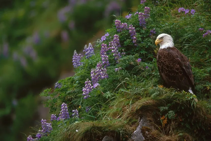 Framed Print : Bald Eagle