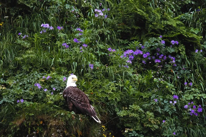 Framed Print : Bald Eagle Framed Print : Bald Eagle