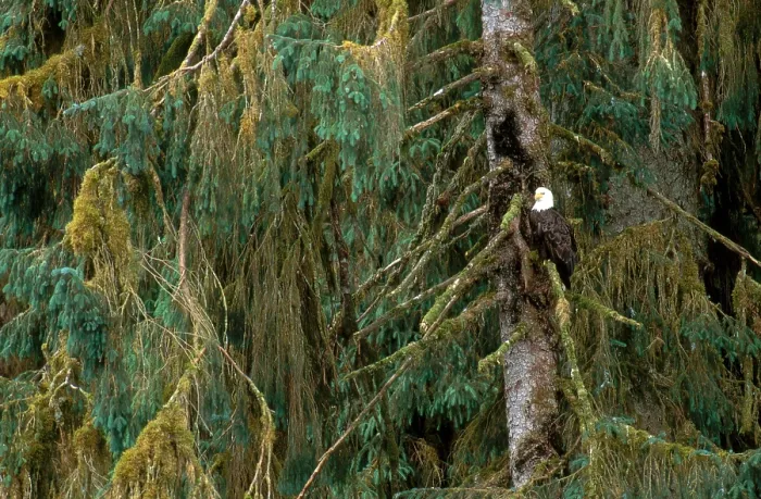 Framed Print : Bald Eagle Framed Print : Bald Eagle