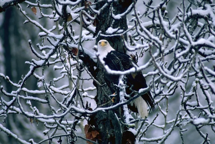 Framed Print : Bald eagle sitting in a bare tree Framed Print : Bald eagle sitting in a bare tree