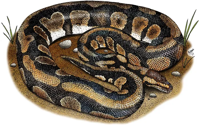 Framed Print : Ball Python Framed Print : Ball Python